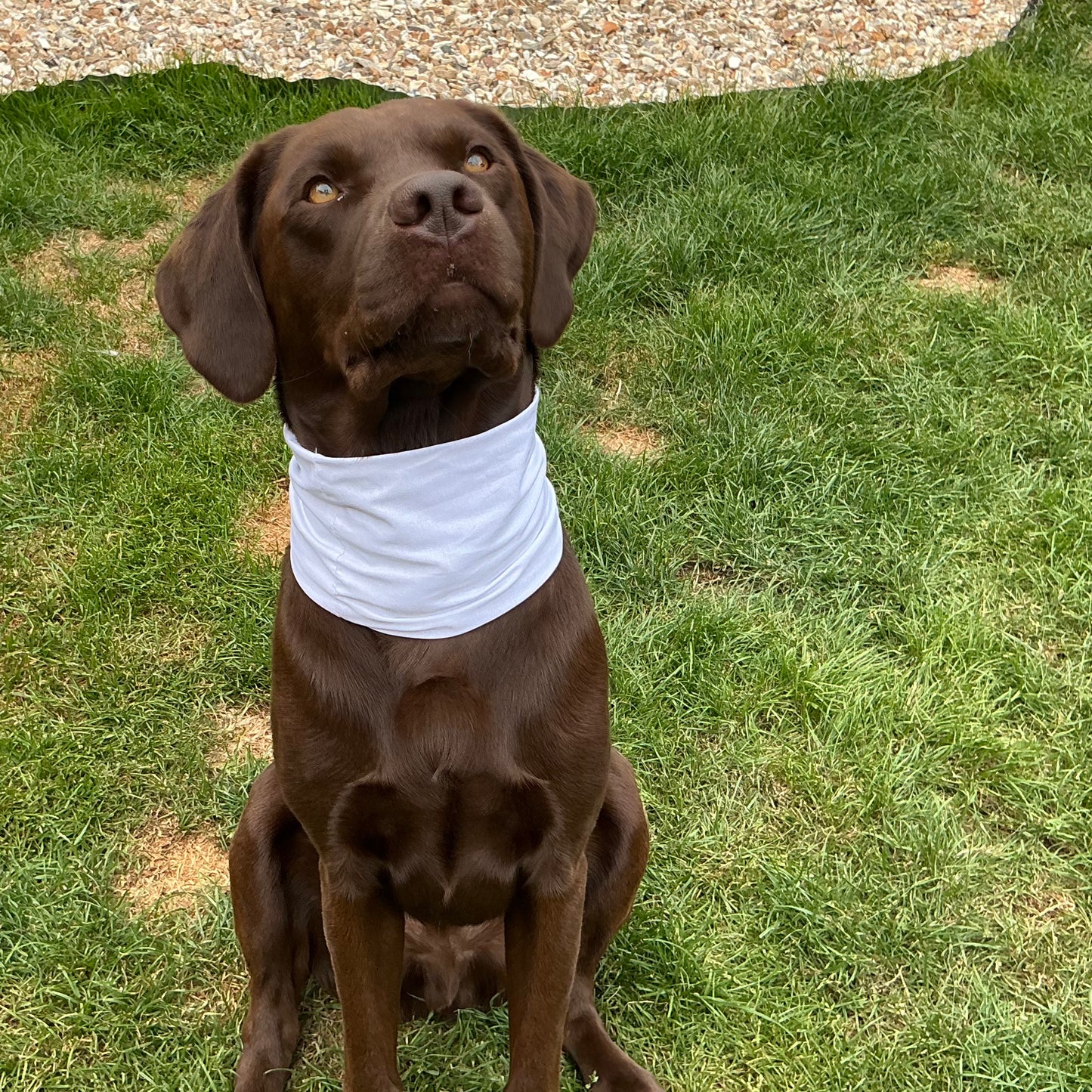 Cooling Snoods