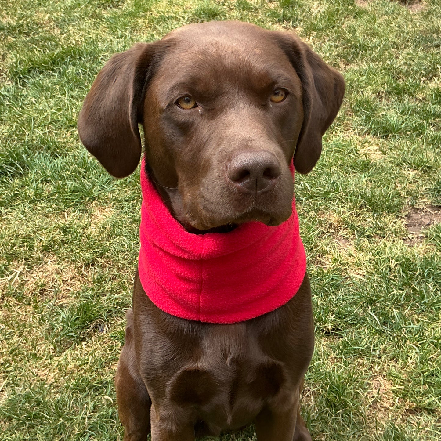 Fleece Dog Snoods