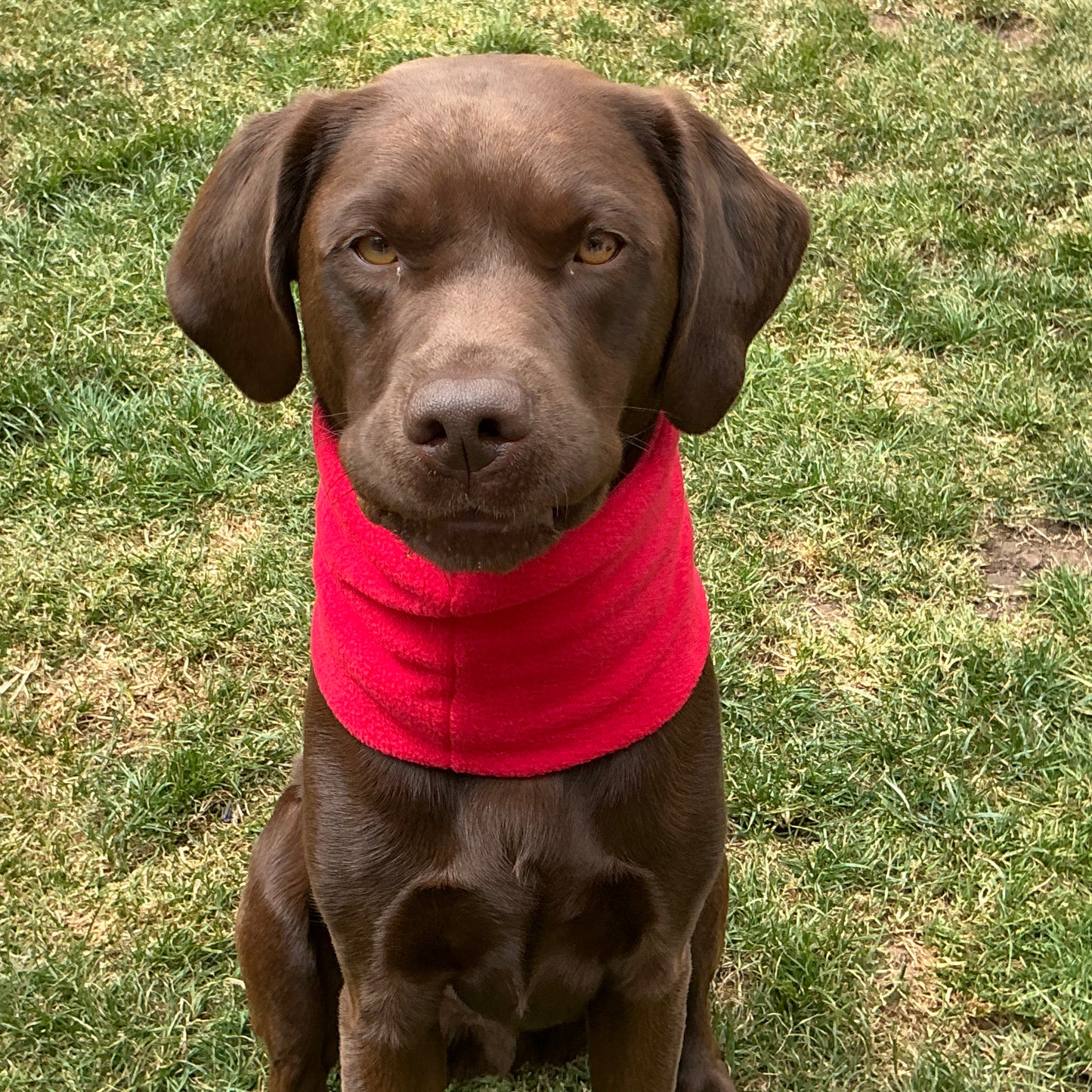 Fleece Dog Snoods