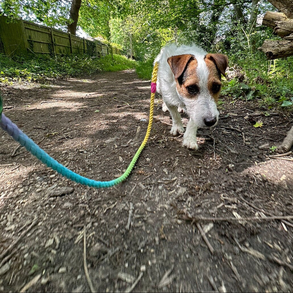 The Carnival Rope Lead