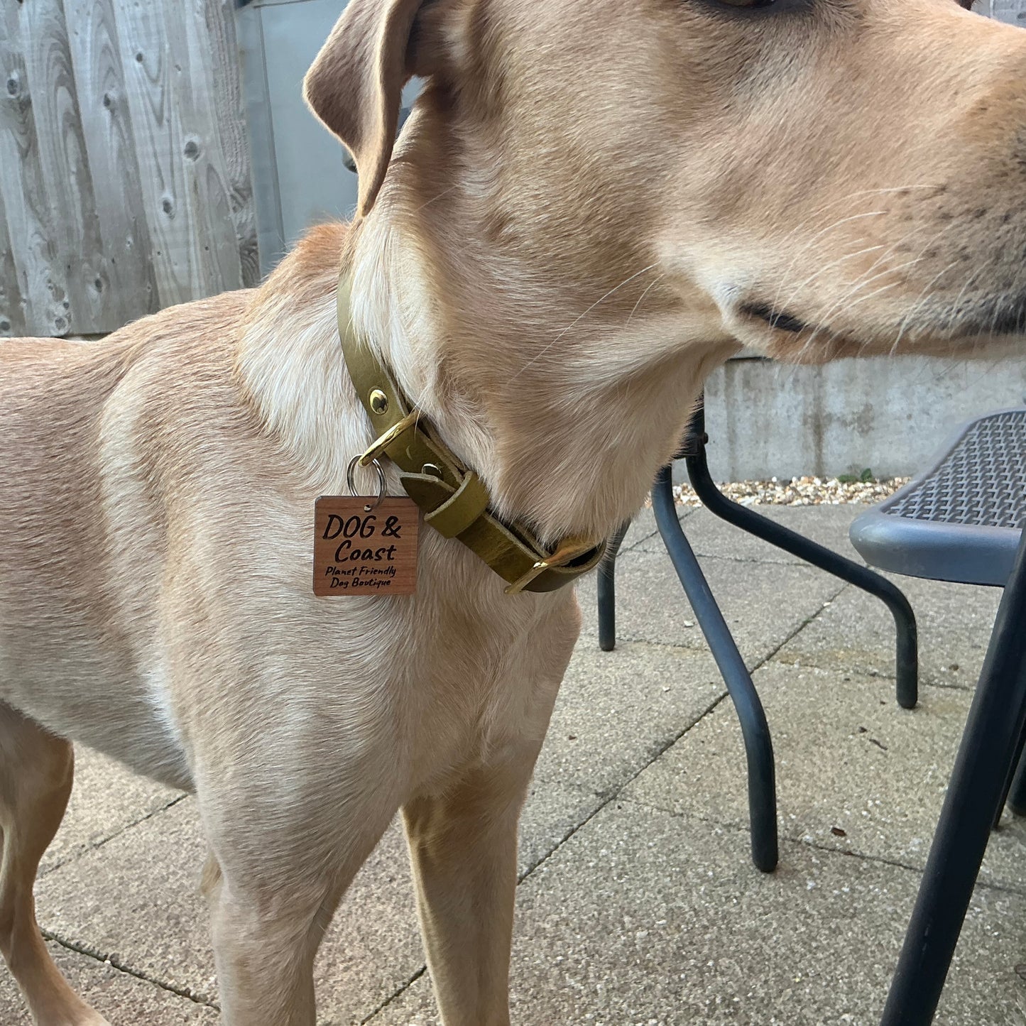 Full Grain Leather Collar - Olive